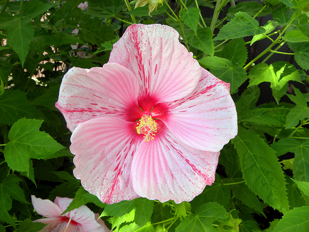 glamorous-perennial-hibiscus-01