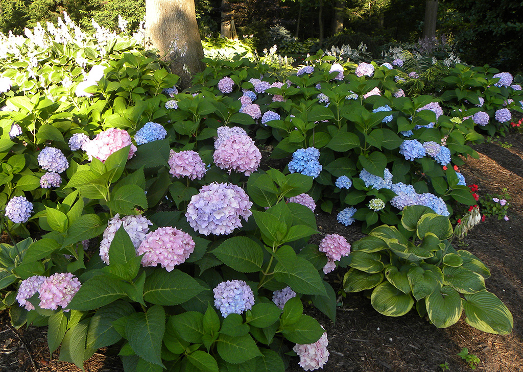 big-leaf-hydrangea-01