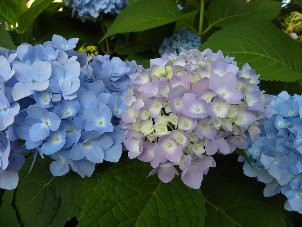 big-leaf-hydrangea-02