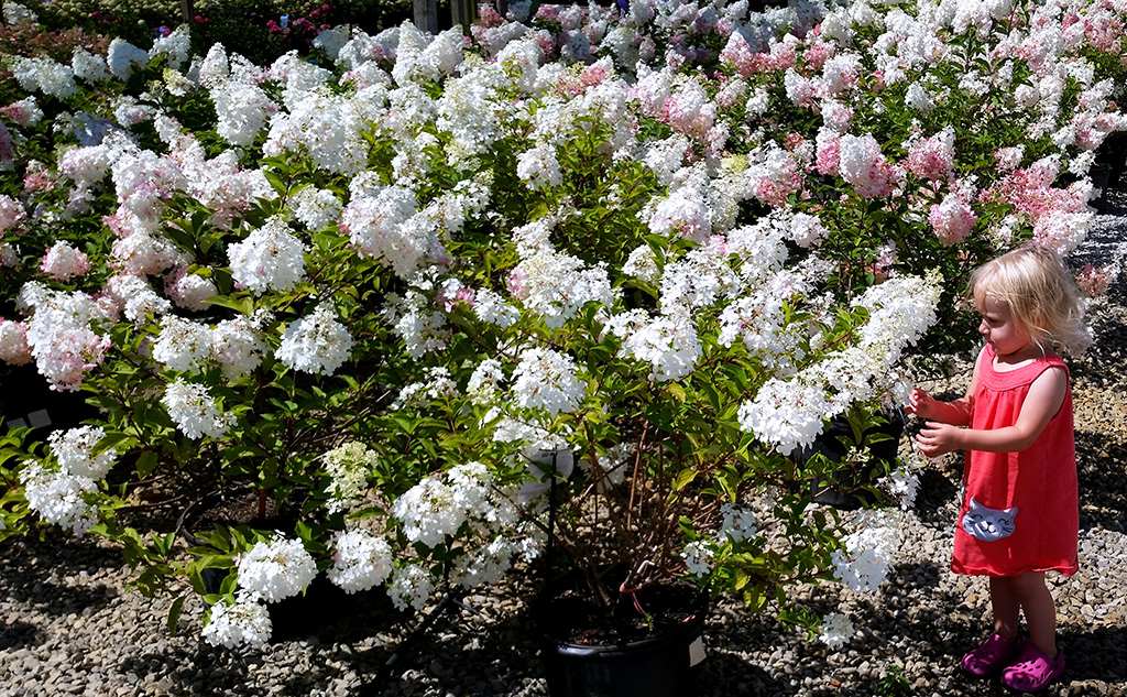 hardy-hydrangeas-for-fall-01