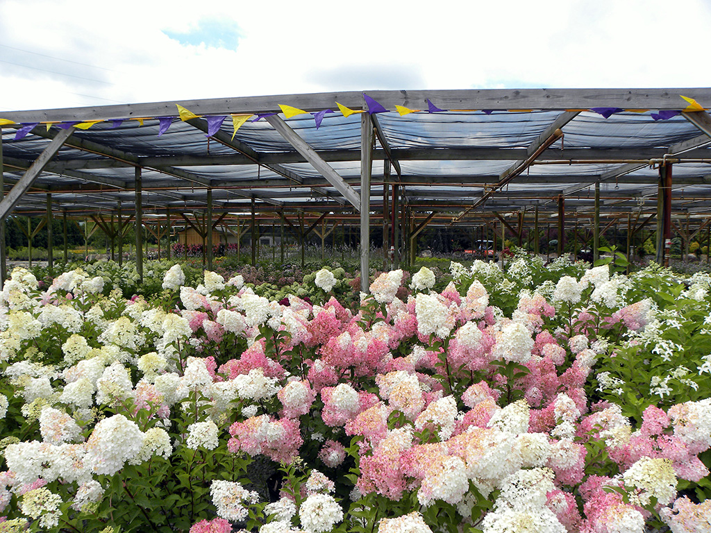 hardy-hydrangeas-for-fall-03