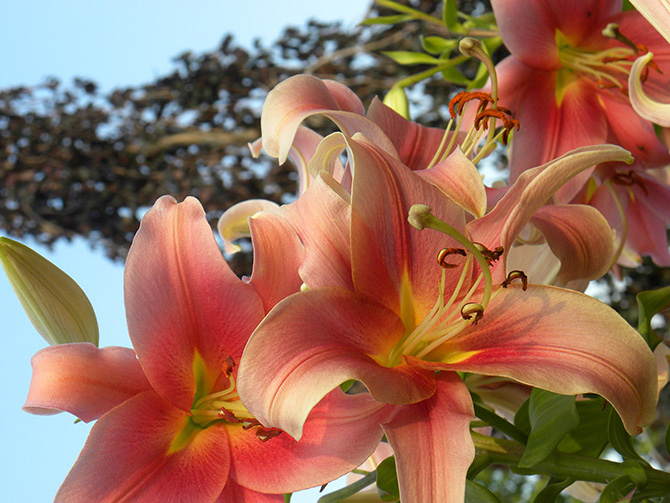 lillies