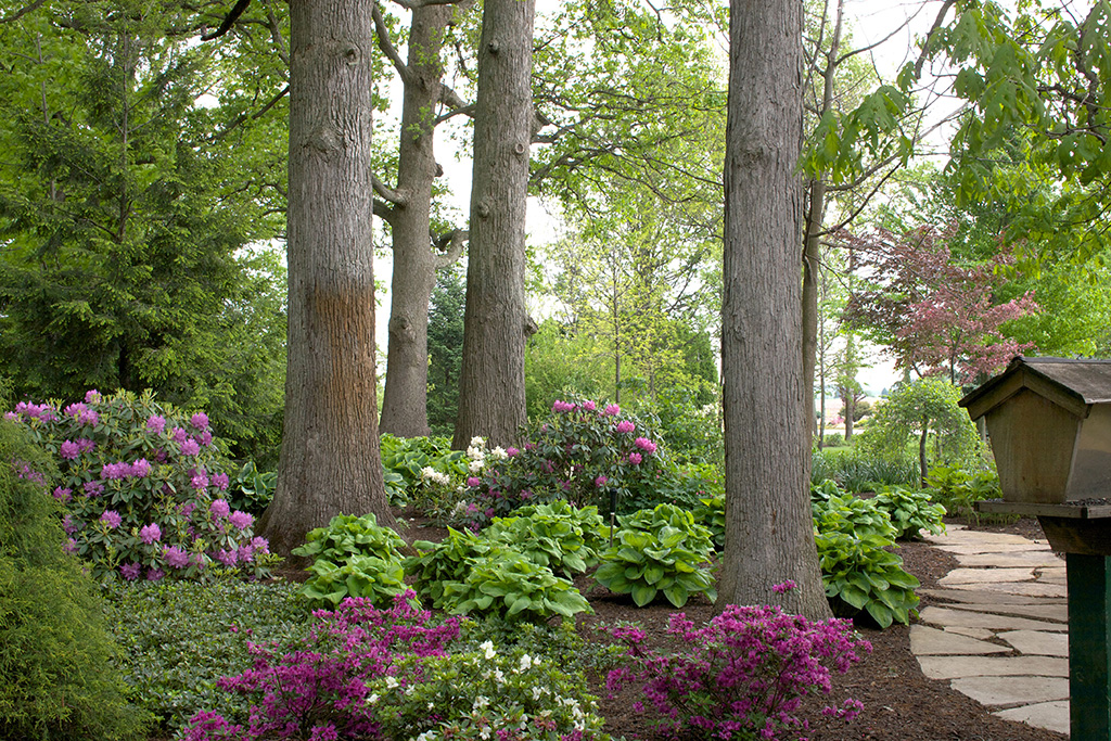 Elegance &amp; Beauty, Rhododendron &amp; Azalea - Smalls 