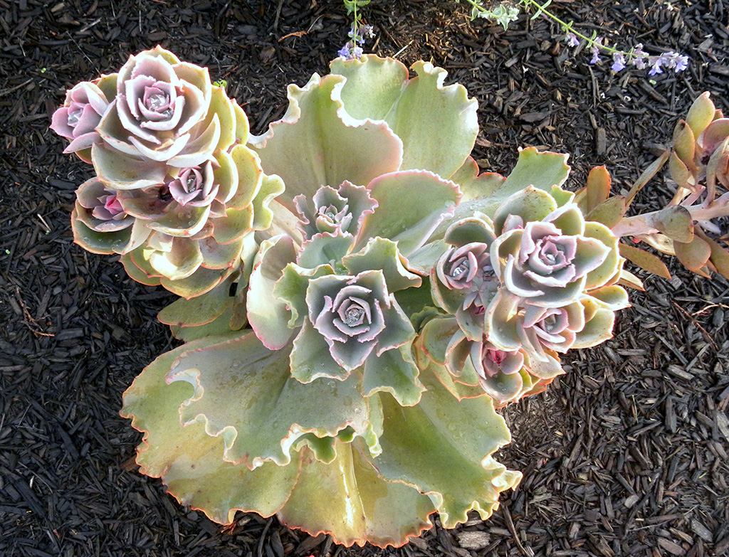 succulents-uncommon-plants-03